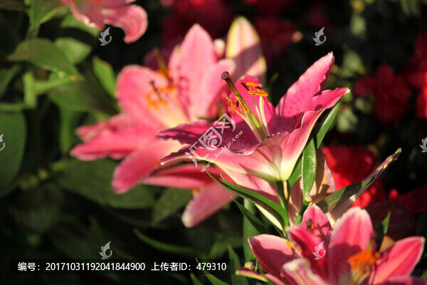 百合花