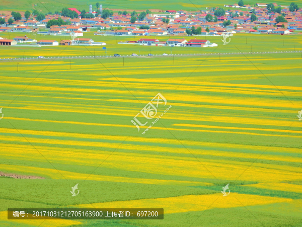 油菜花海