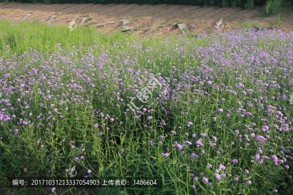 花海公園