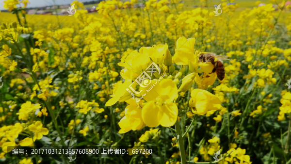 油菜花蜜蜂