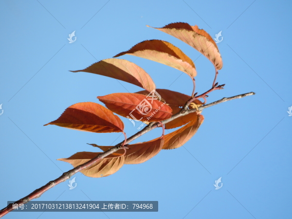 紅葉