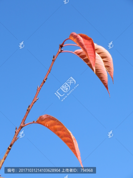 紅葉