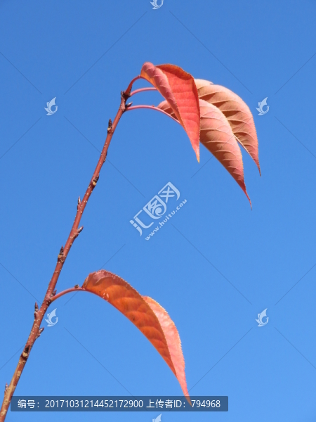 紅葉