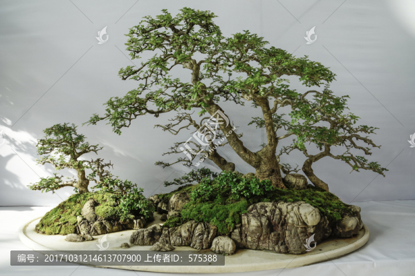 盆景