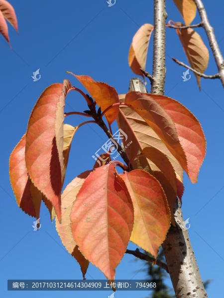 紅葉