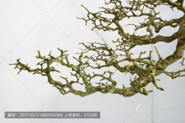 樹枝