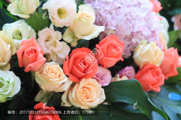 玫瑰花