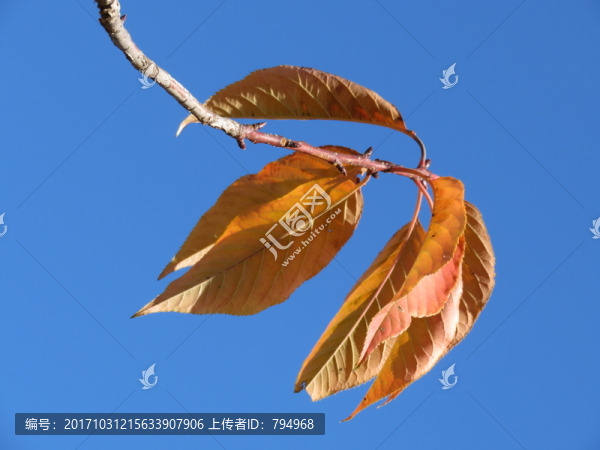 紅葉