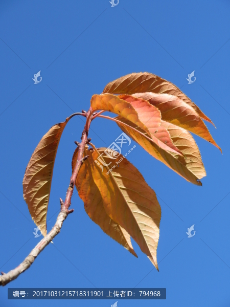 紅葉