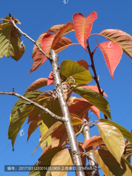 紅葉