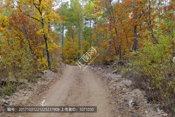 秋季林區(qū)山路