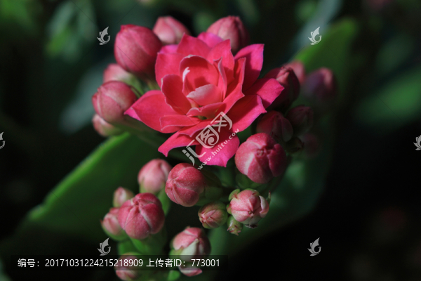 長壽花