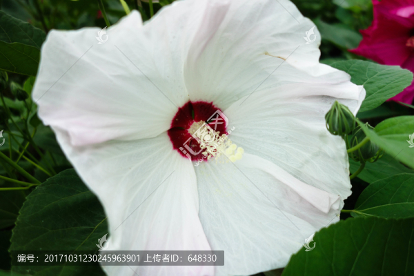 白芙蓉葵