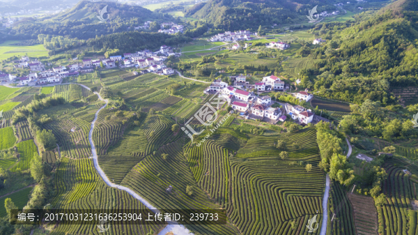 俯瞰堯田最美茶園