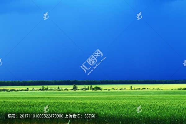 綠色的麥田風(fēng)景