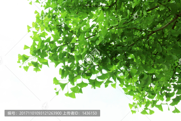綠葉,銀杏樹葉