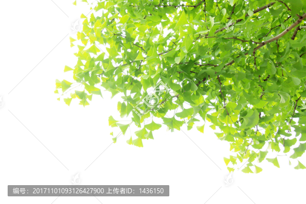 銀杏綠葉,銀杏樹(shù)
