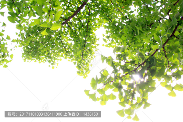 綠葉背景,綠葉素材