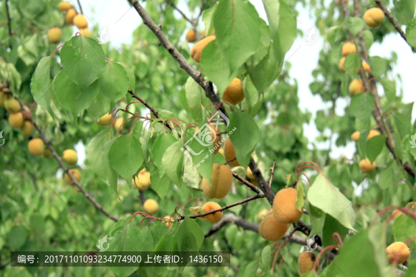 杏園