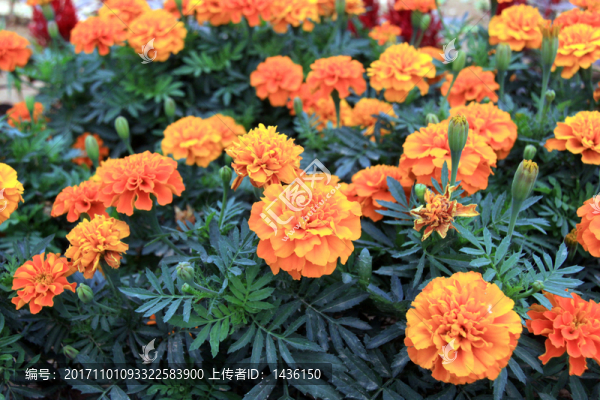 黃色花,,綠化花草