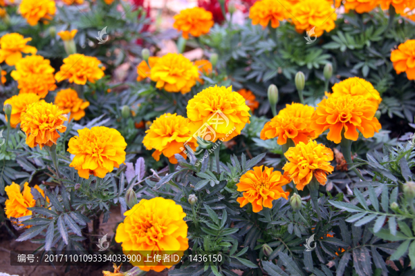 萬(wàn)壽菊,黃色花