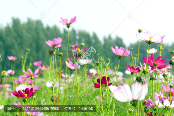 花海,,花田