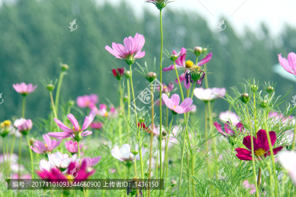 花草背景,花叢
