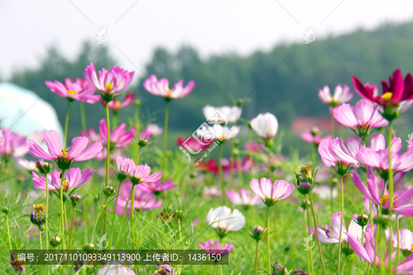 格?；?,粉色花海