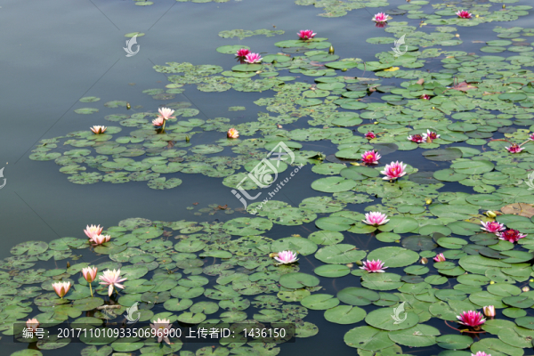 水塘,睡蓮