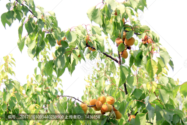 杏樹,杏子成熟