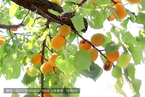 麥黃杏