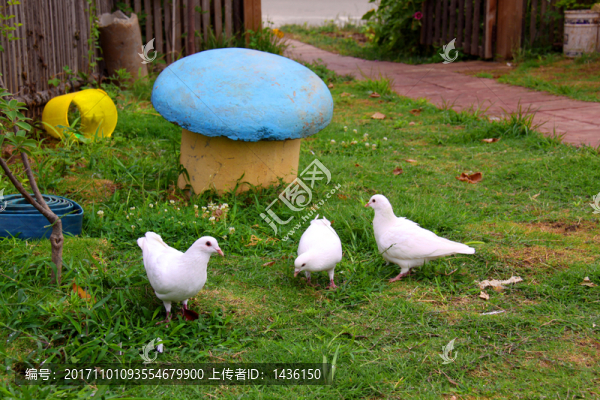 廣場鴿