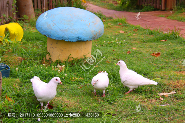 白鴿