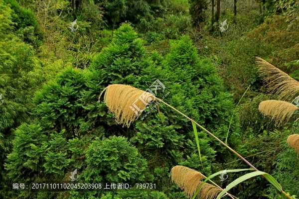 奮起湖
