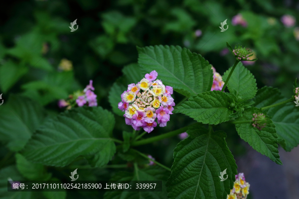 花卉,花朵
