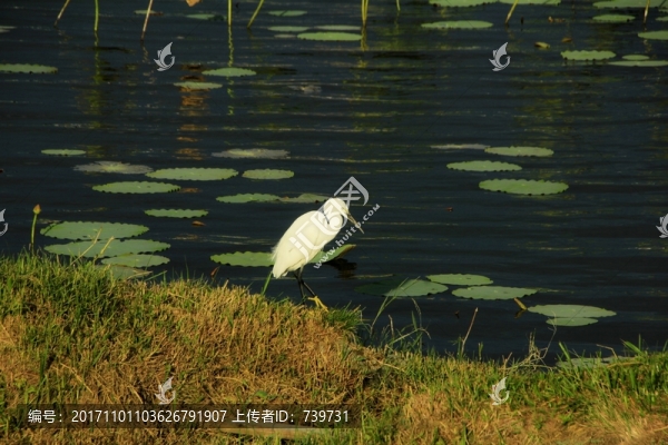 高雄蓮花潭