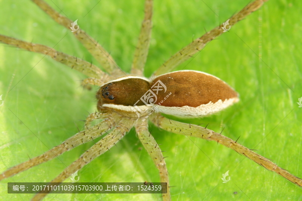 蜘蛛