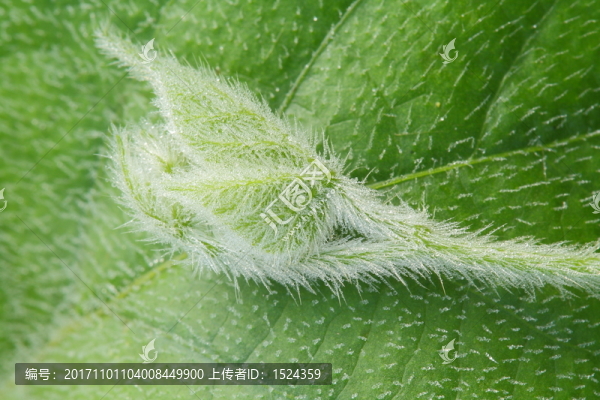 植物葉莖