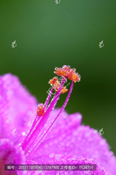 花蕊