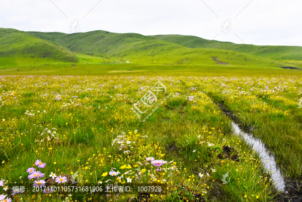 高原花海