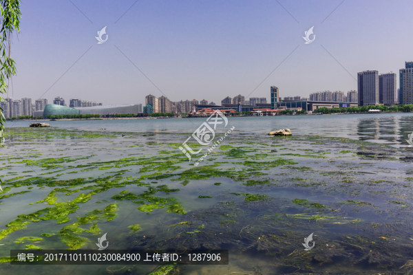 金雞湖