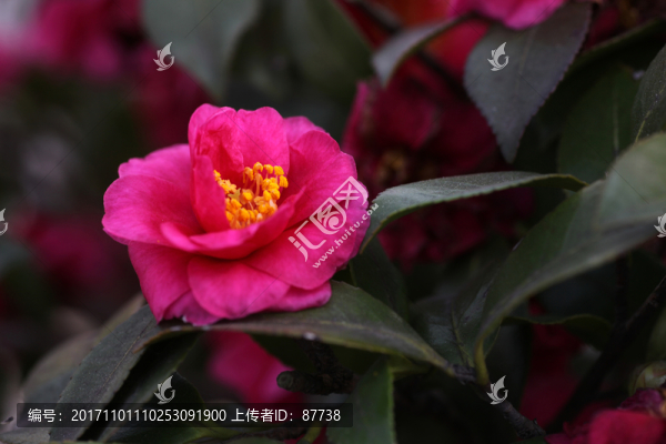 山茶花