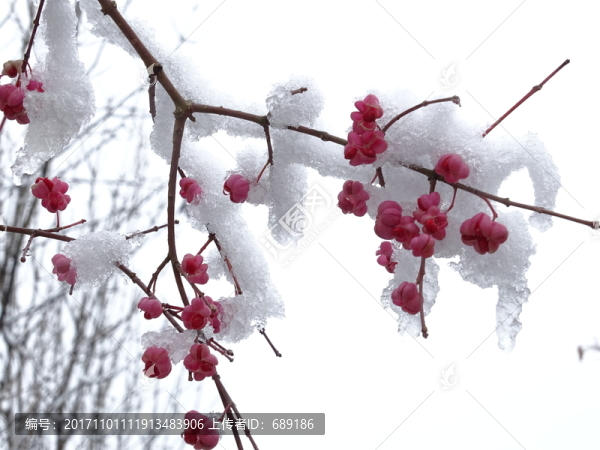 白雪下