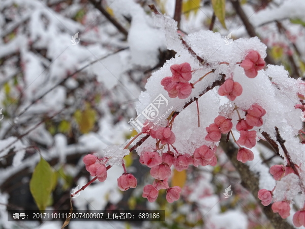 白雪下