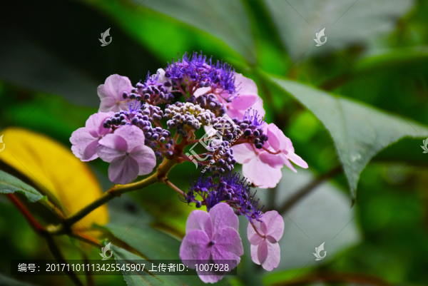 野繡球花