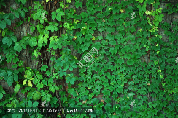 綠植,露珠