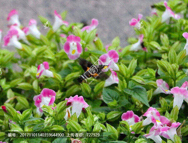 蜂鳥鷹蛾