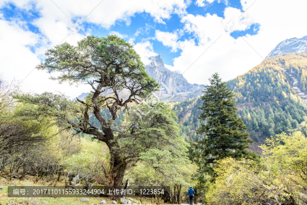 雪山云杉沙棘湖泊