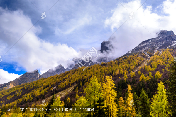 云杉林雪山