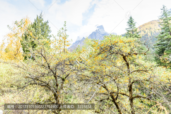 雪山云杉沙棘湖泊